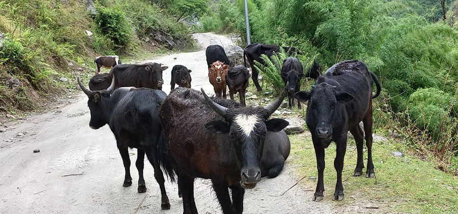 मनाङमा घर घरमा पशु स्वास्थ्य सेवा