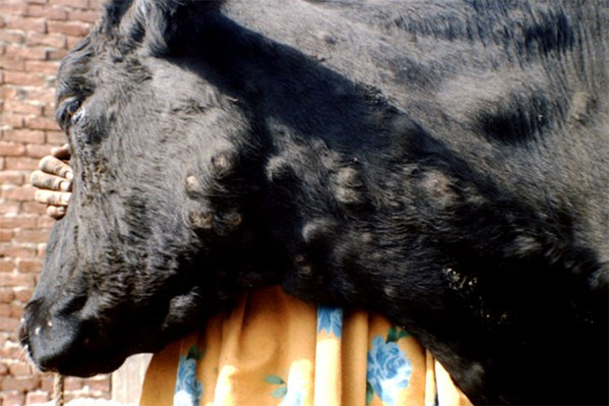 सुदूरपश्चिममा पशुमा ‘लम्पी स्कीन’ रोगको समस्या