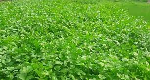 धनियाँ बेचेर वार्षिक तीन लाख