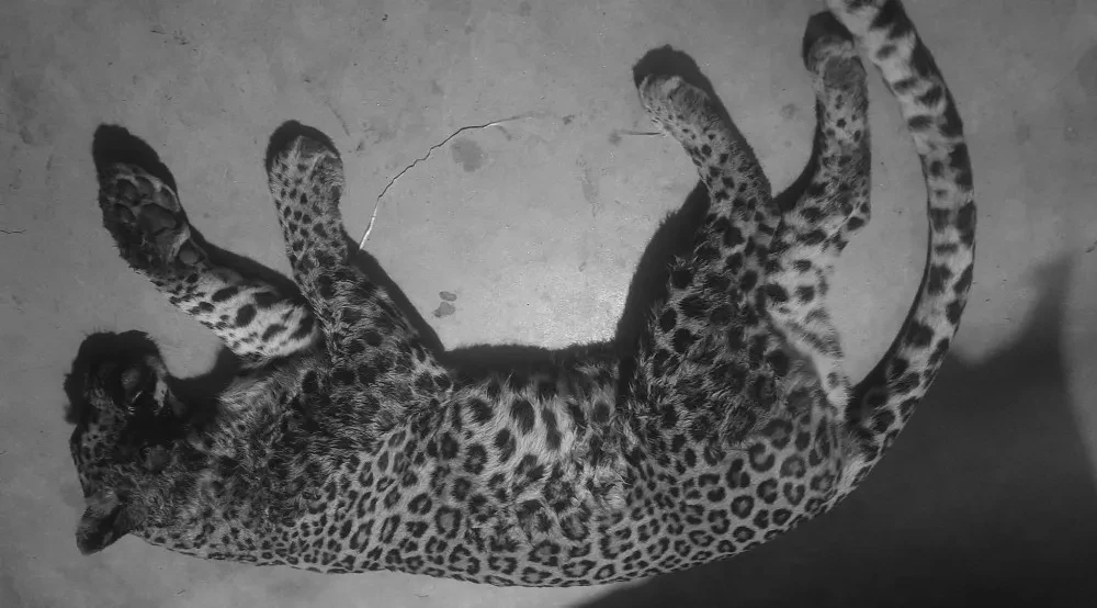 मोटरसाइकलको ठक्करबाट चितुवाको मृत्यु