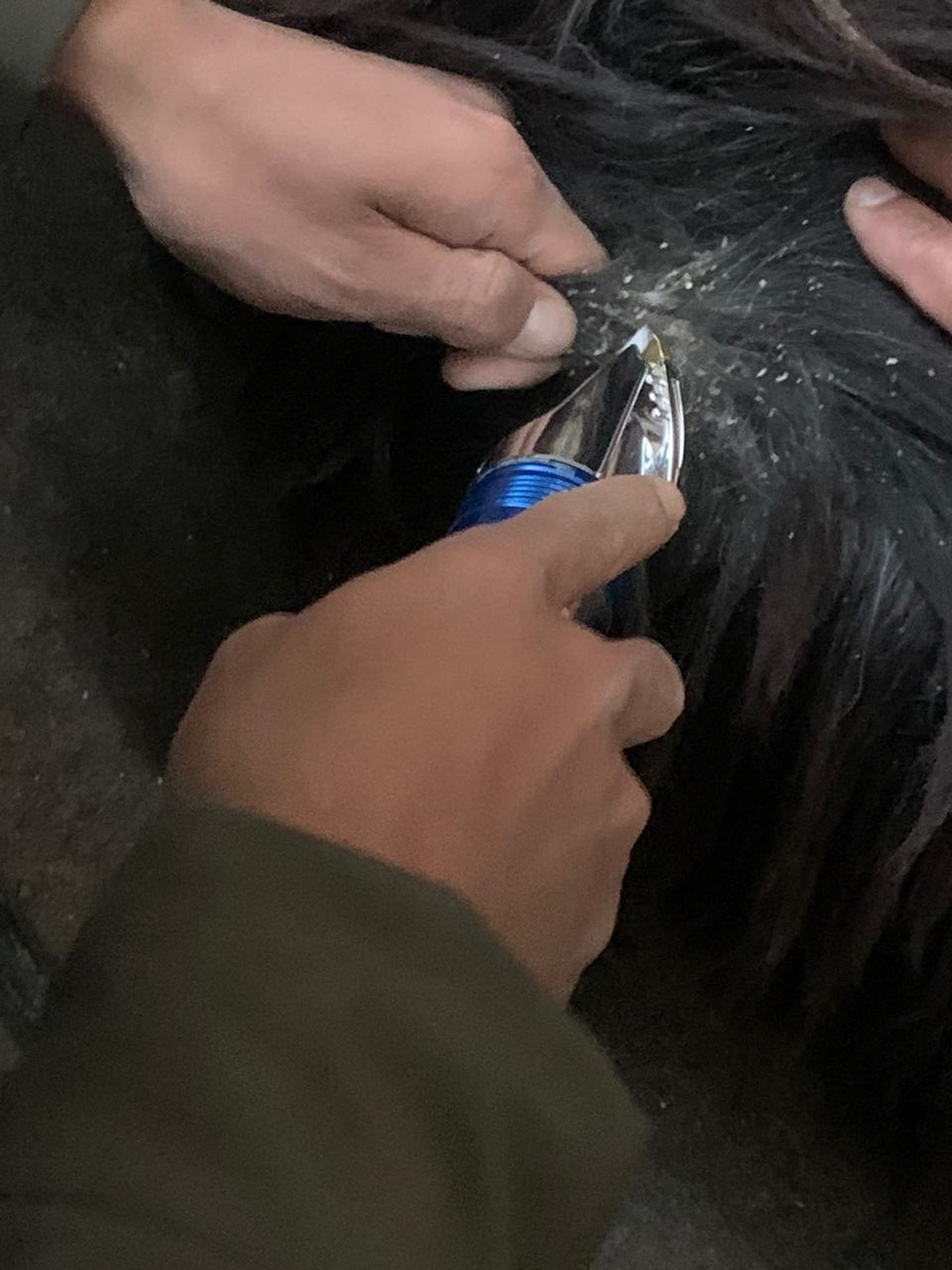 च्याङग्राको शरीरबाट भुवा निकालिँदै