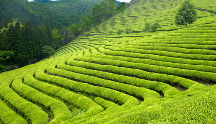 इलाममा टि टेस्टिङ, प्रतिकेजी १० हजार चिया बिक्री