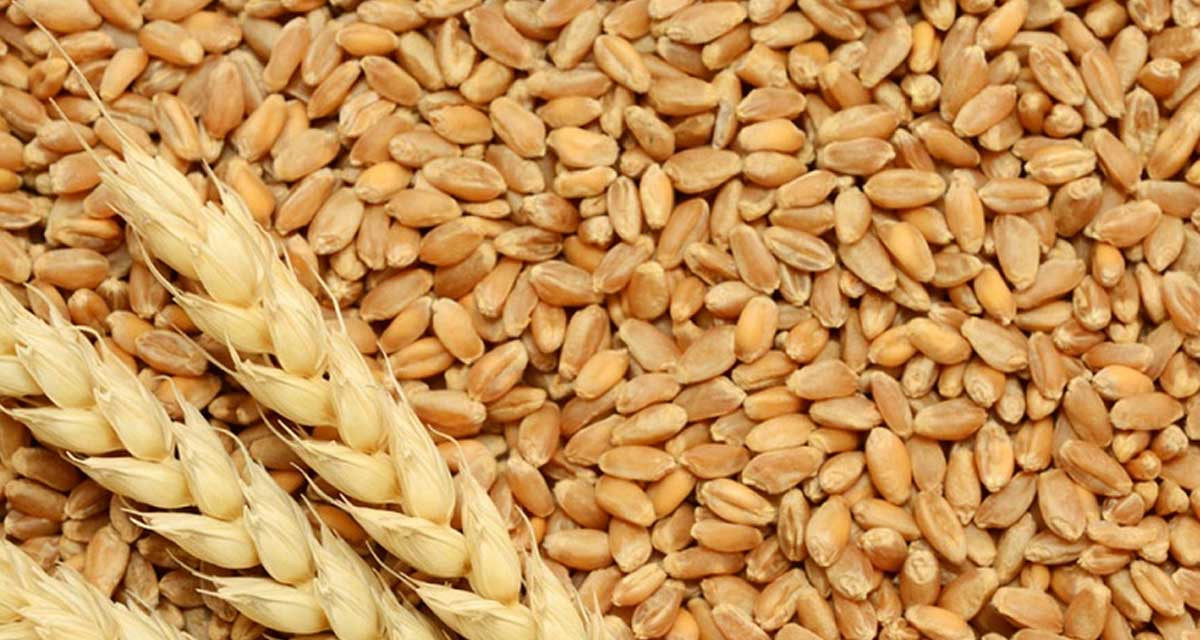 खाद्यले उचित मूल्य नदिएपछि गाउँमै गहुँ बिक्री गर्दै  किसान