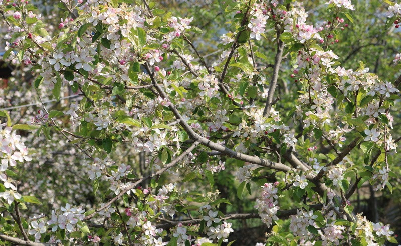 जुम्लामा स्याउ बगैँचा फुलेर सेताम्मे