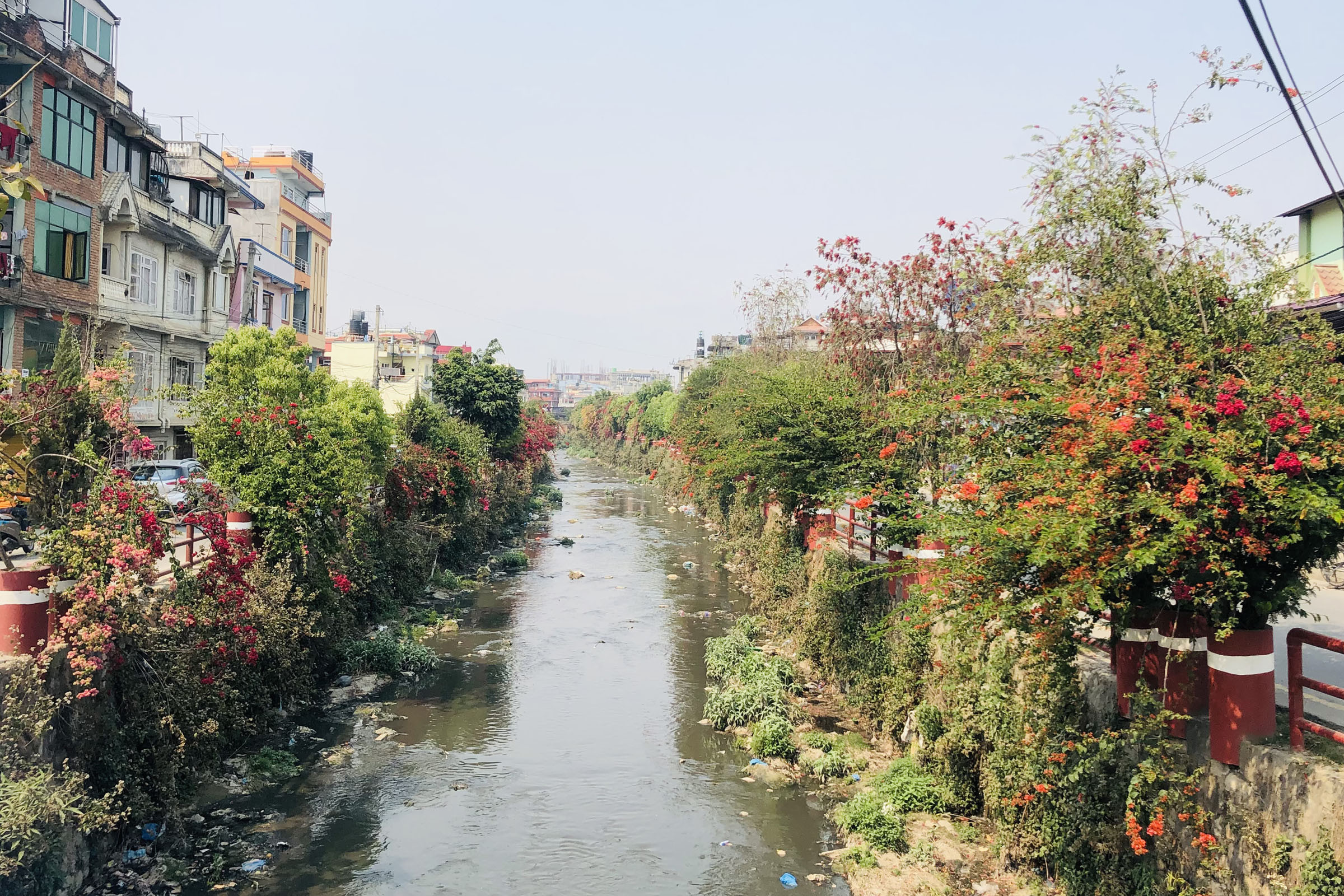 धोविखोला करिडोरमा फुलेका फूल