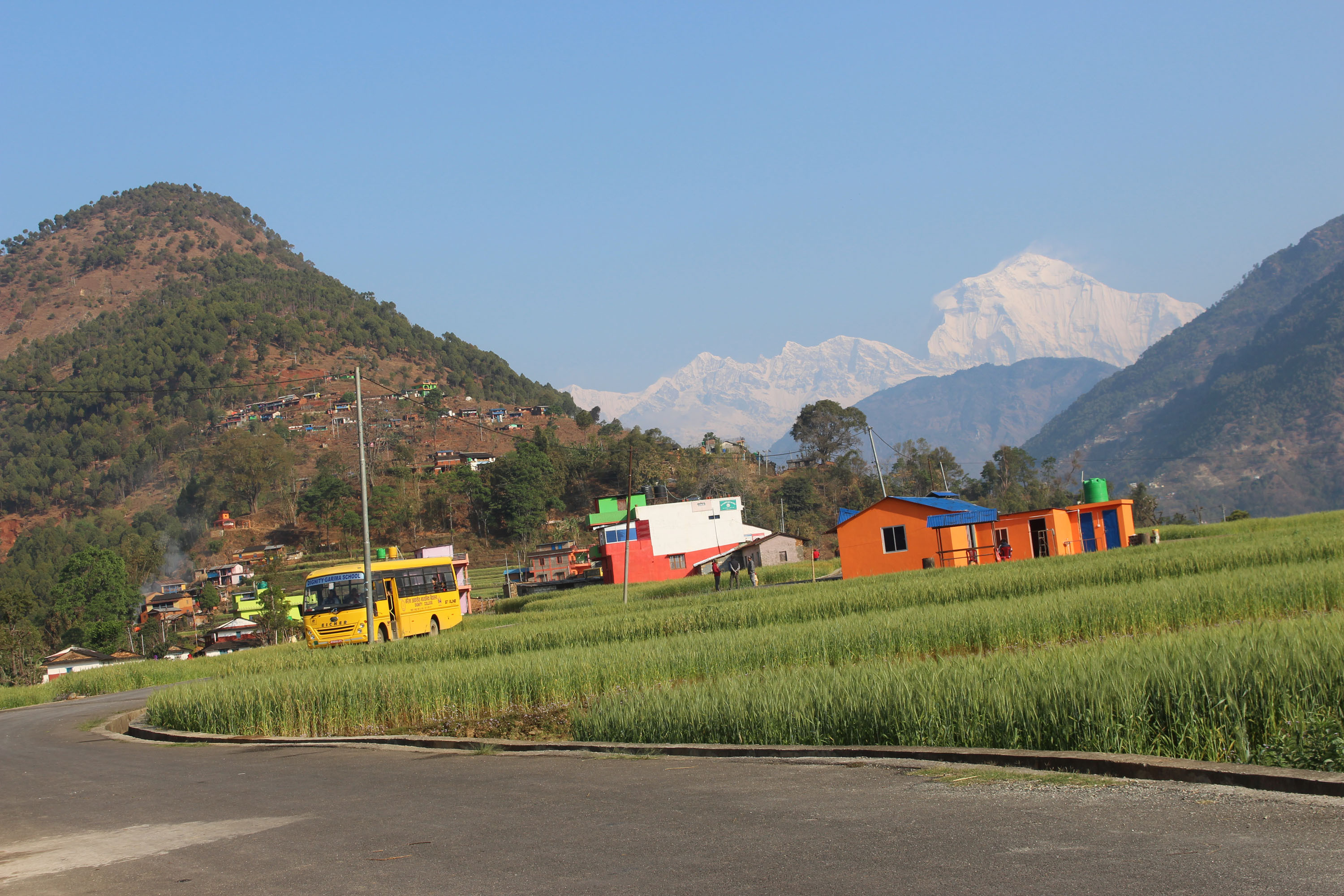 धौलागिरी हिमाल र गहुँ खेतीको  दृश्य