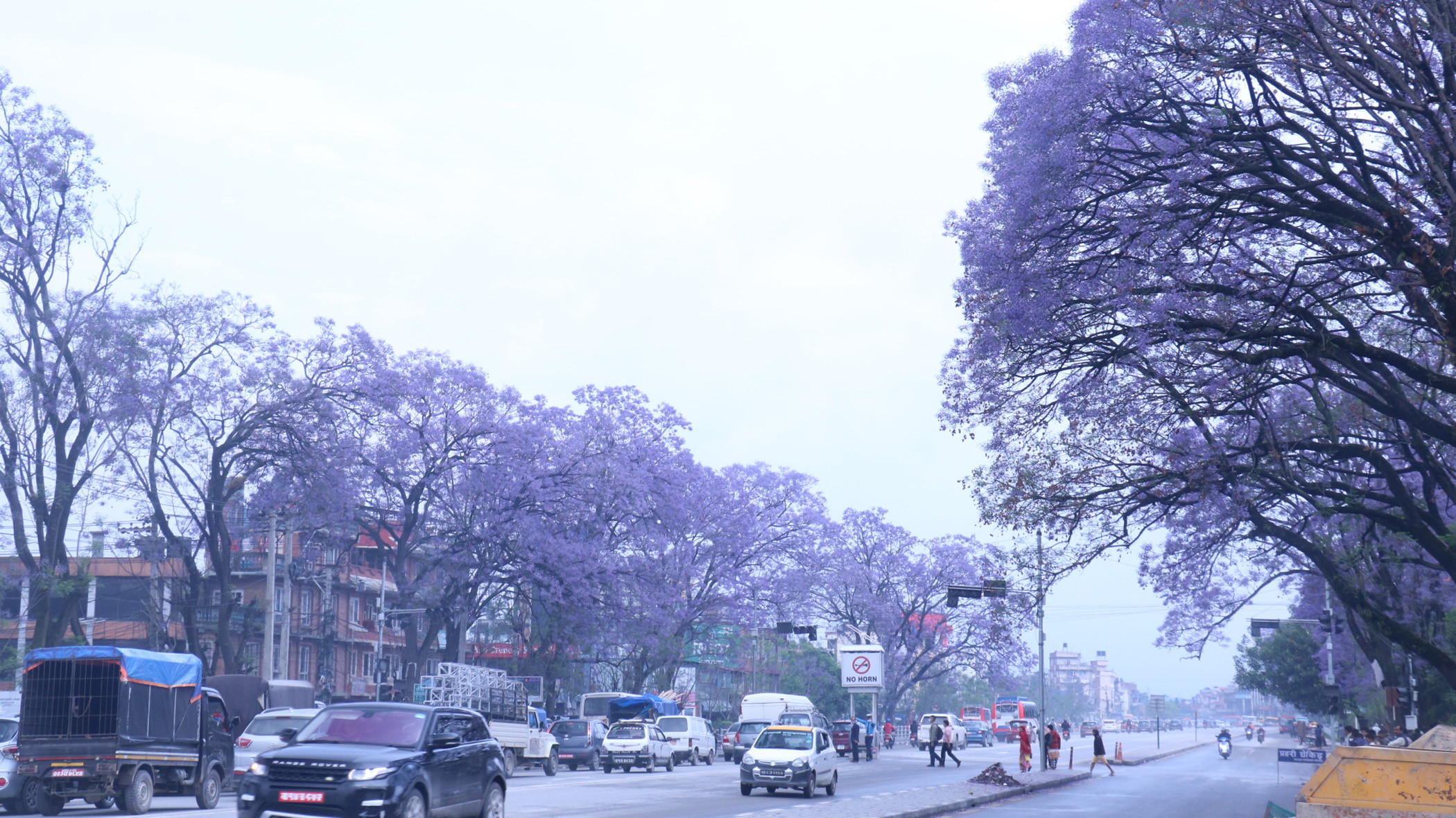 जाकाराण्डा फूल