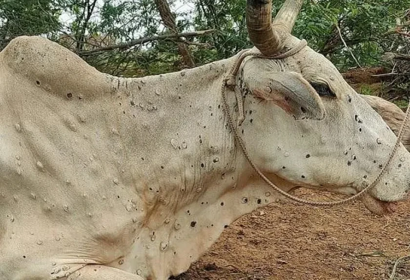 प्रकोपका रूपमा फैलियो लम्पी स्कीन रोग