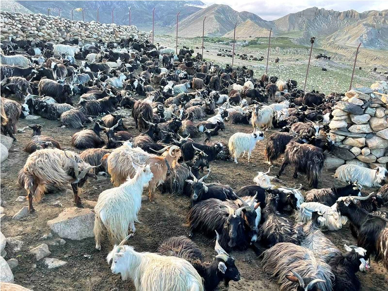 मुस्ताङी च्याङ्ग्राको भुवा सङ्कलन