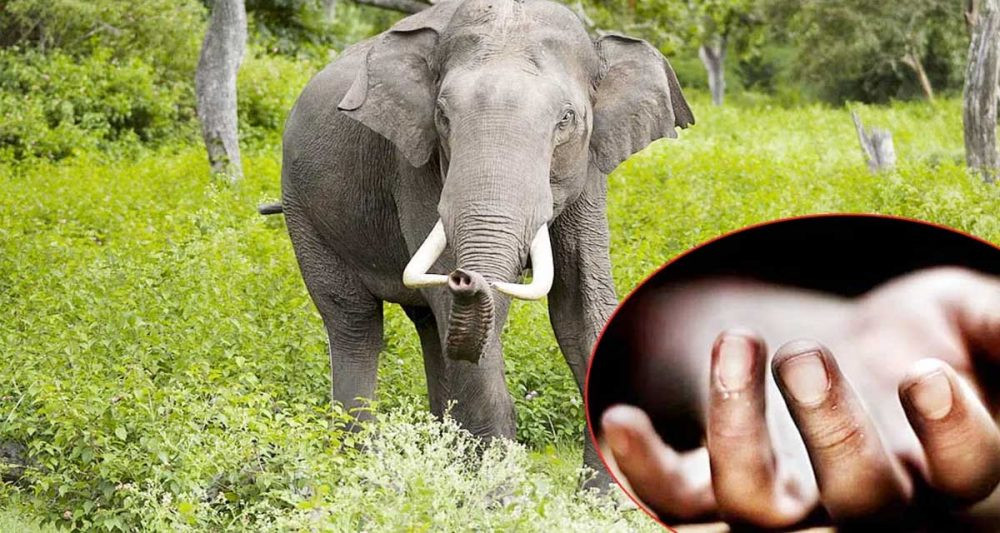 जङ्गली हात्तीले कुल्चेर वृद्धको मृत्यु