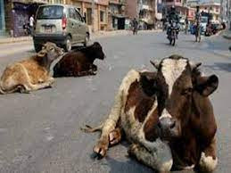 देवचुलीमा छाडा चौपायाको व्यवस्थापन