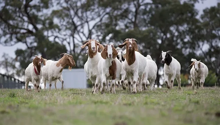 व्यावसायीकतामा जोड दिन बाख्रा उपहार