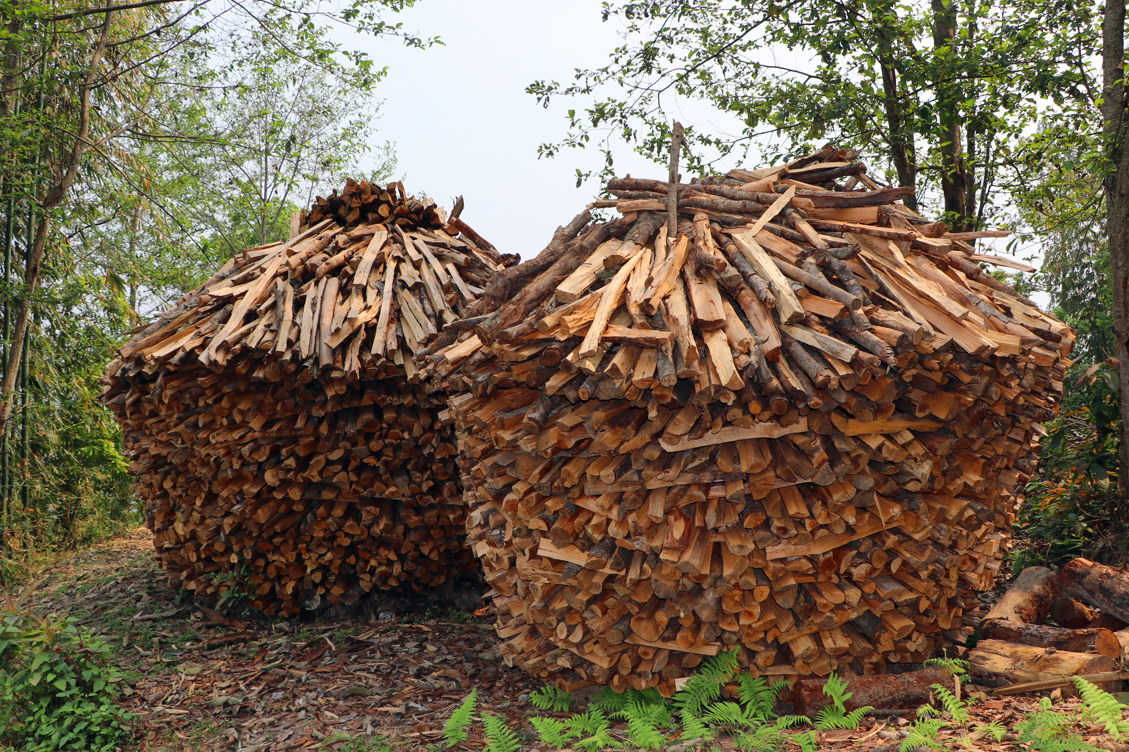 दाउराको  कुन्यू