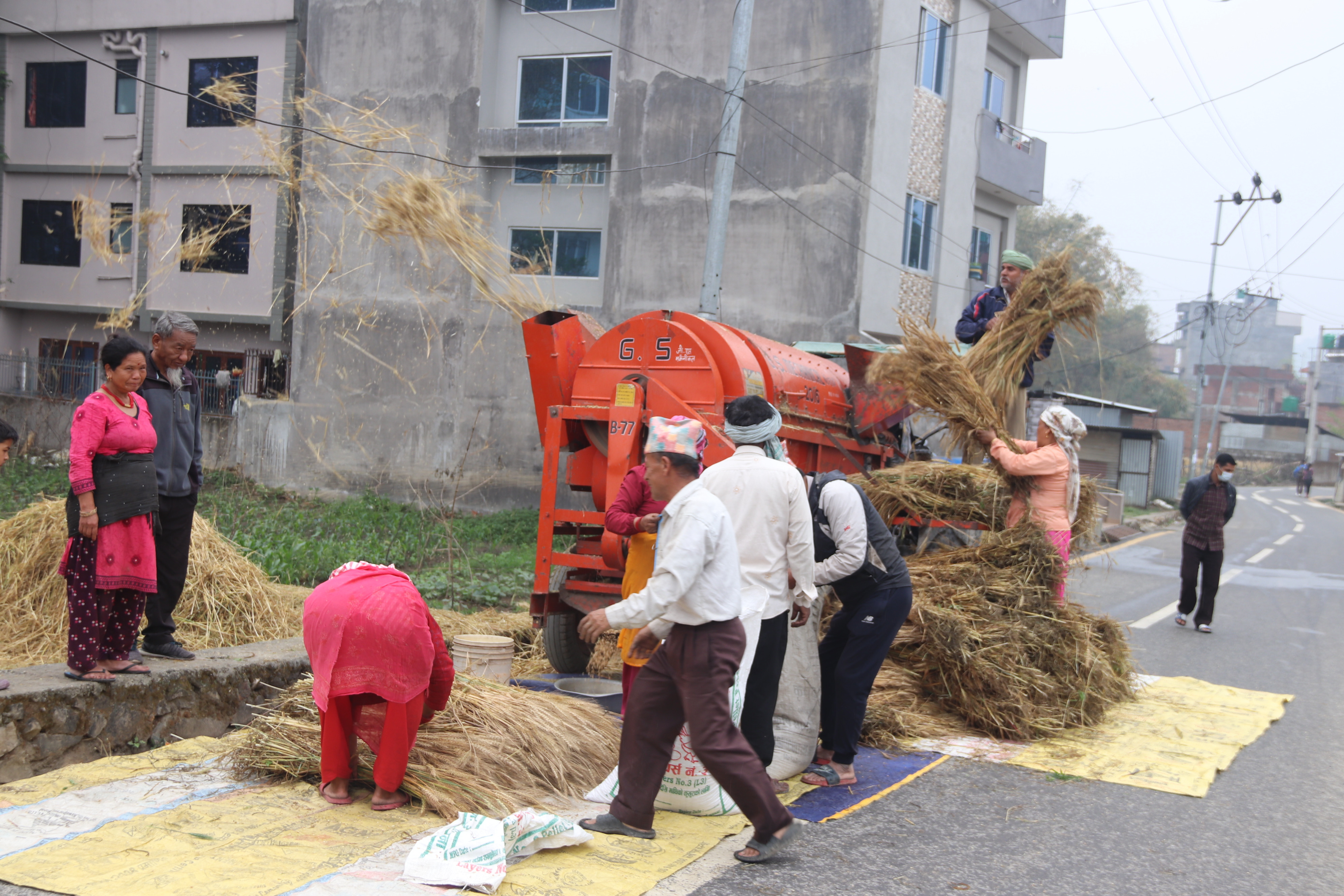 गहुँ चुट्दै किसान