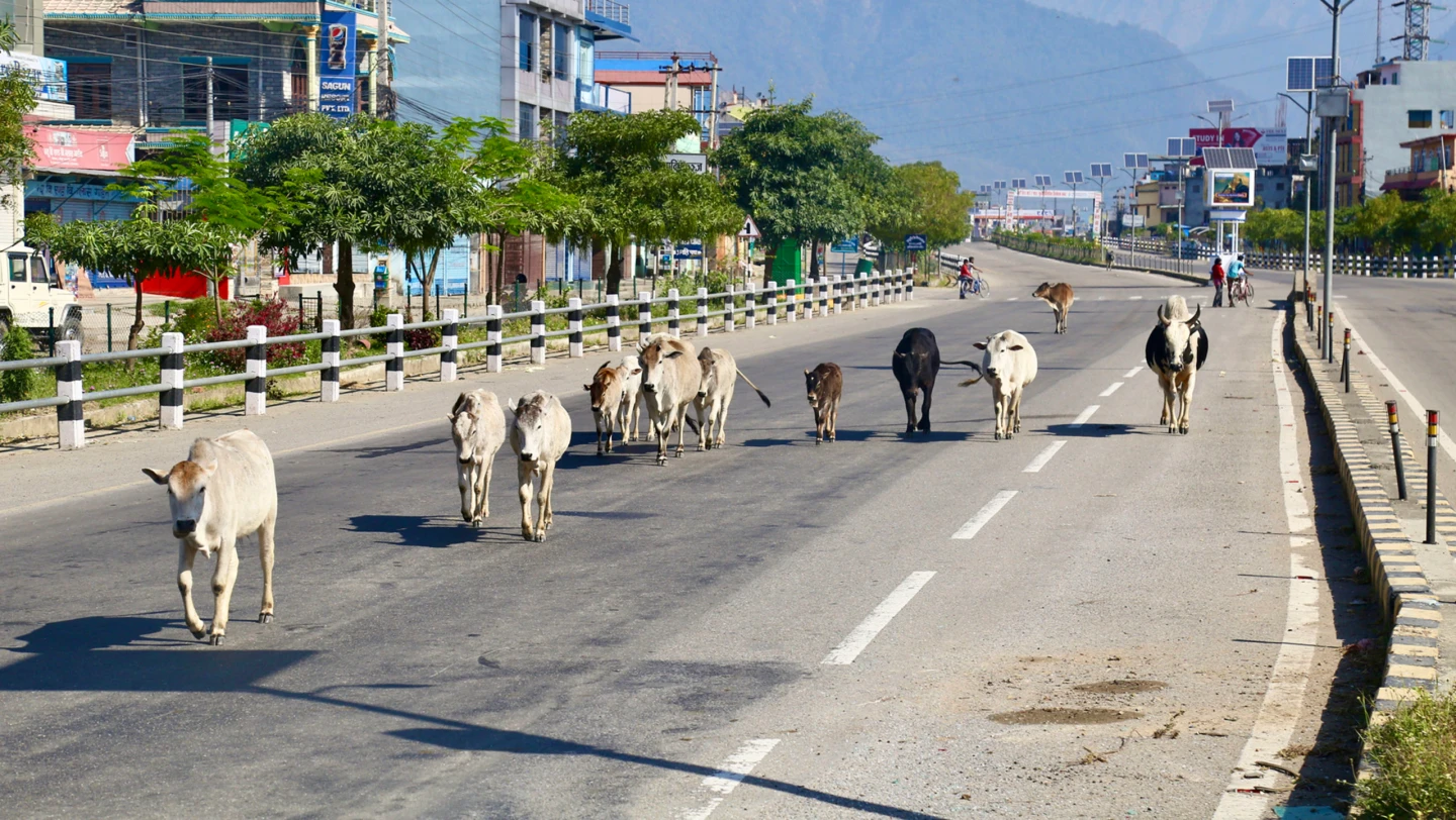 छाडा गाईको संरक्षणमा जुटेका सुनार