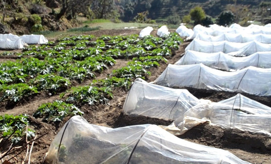 विदेशबाट फर्केर गरेको तरकारी खेतीले फेरियो जिन्दगी