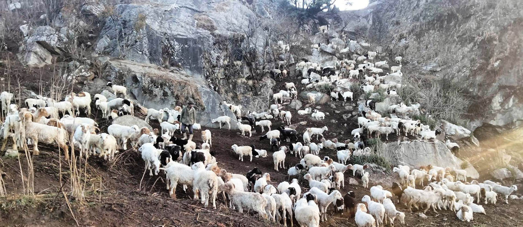 भेडीओढारमा भेडापालन