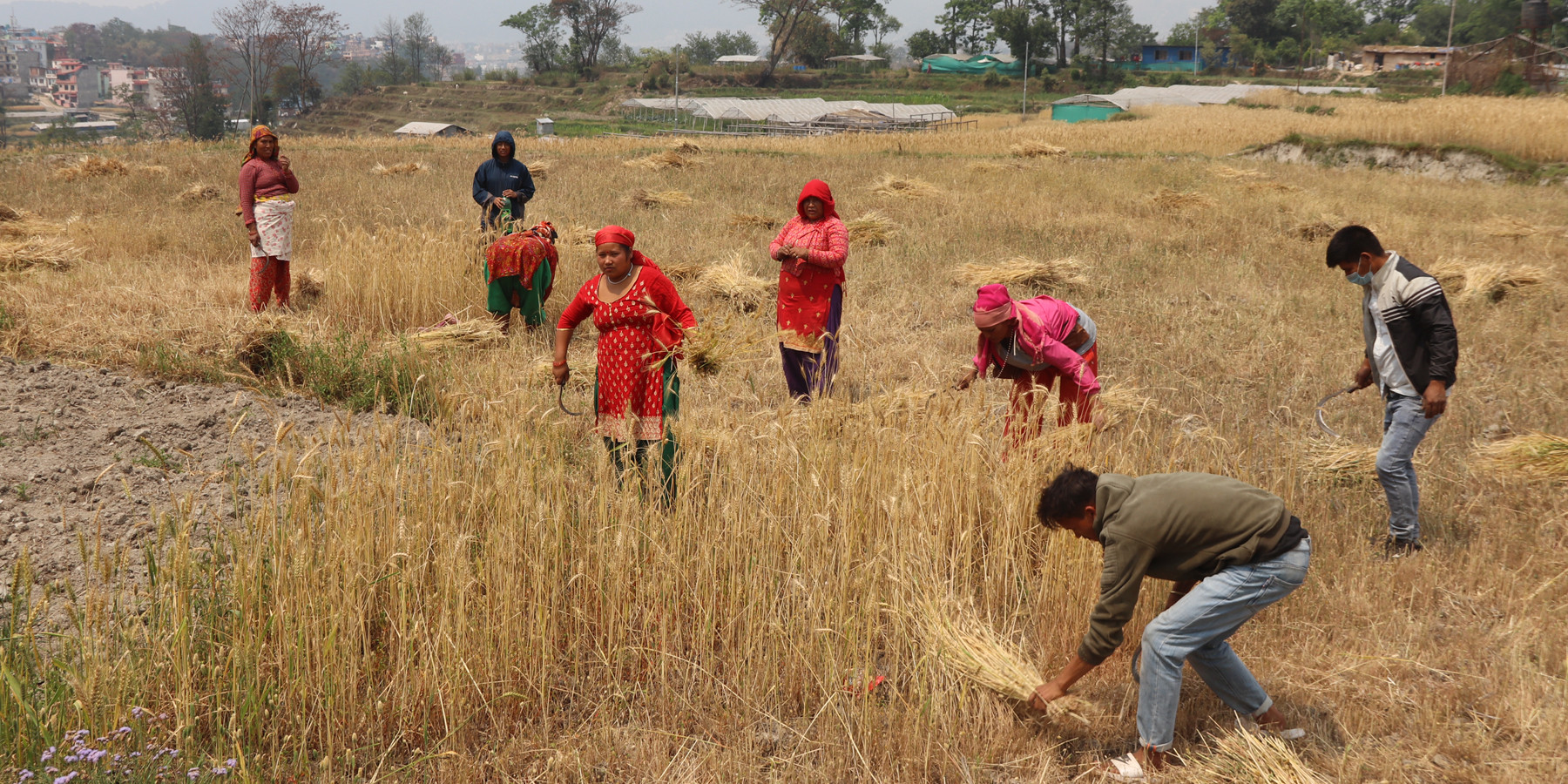 गहुँबाली काट्दै किसान