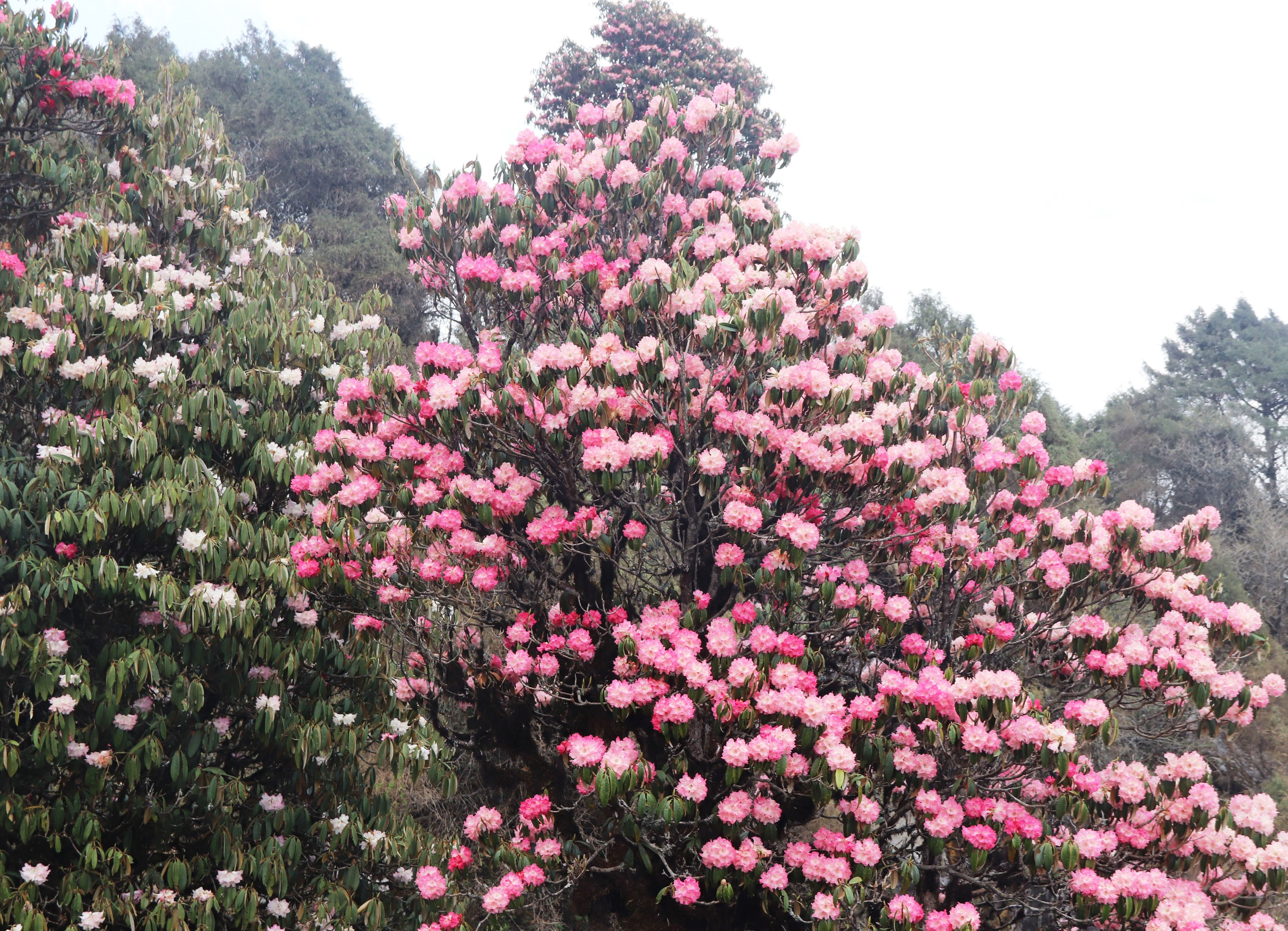 ढकमक्क लालीगुँरास