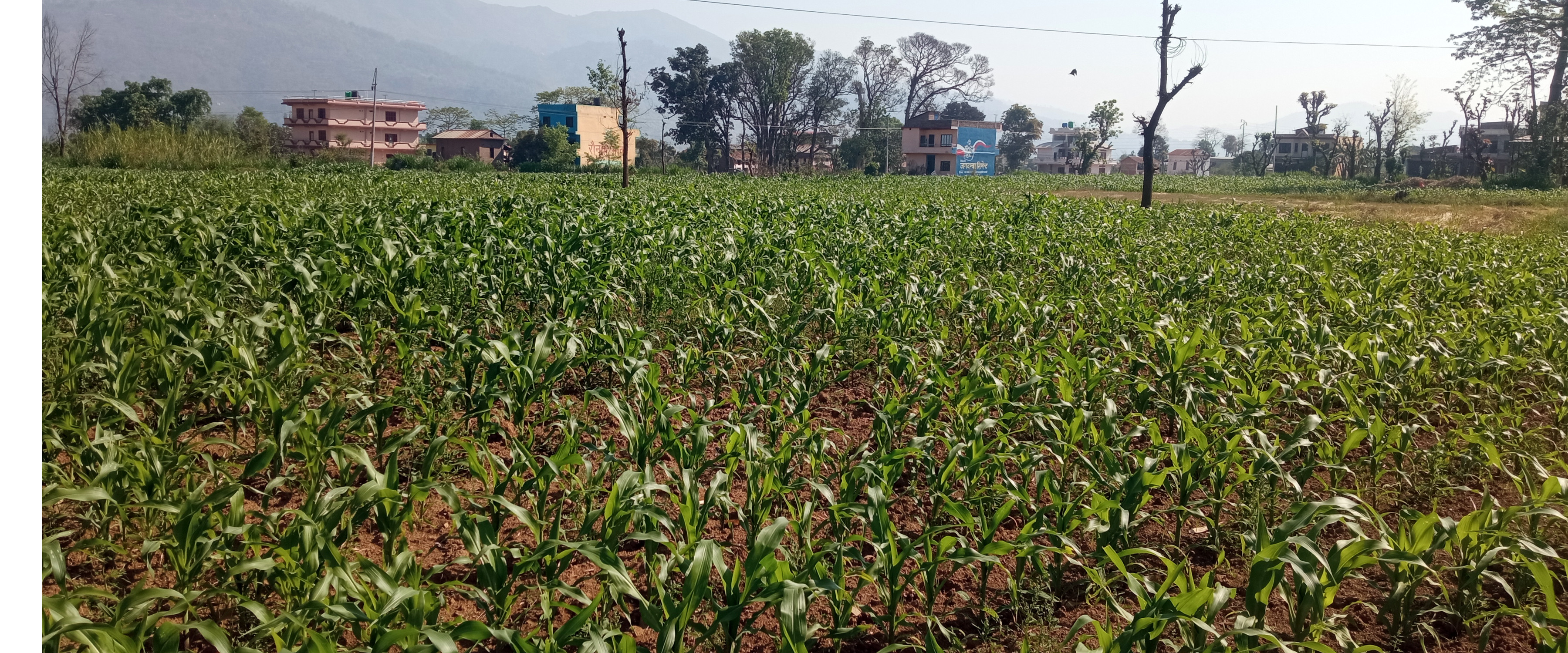 मकैबाली