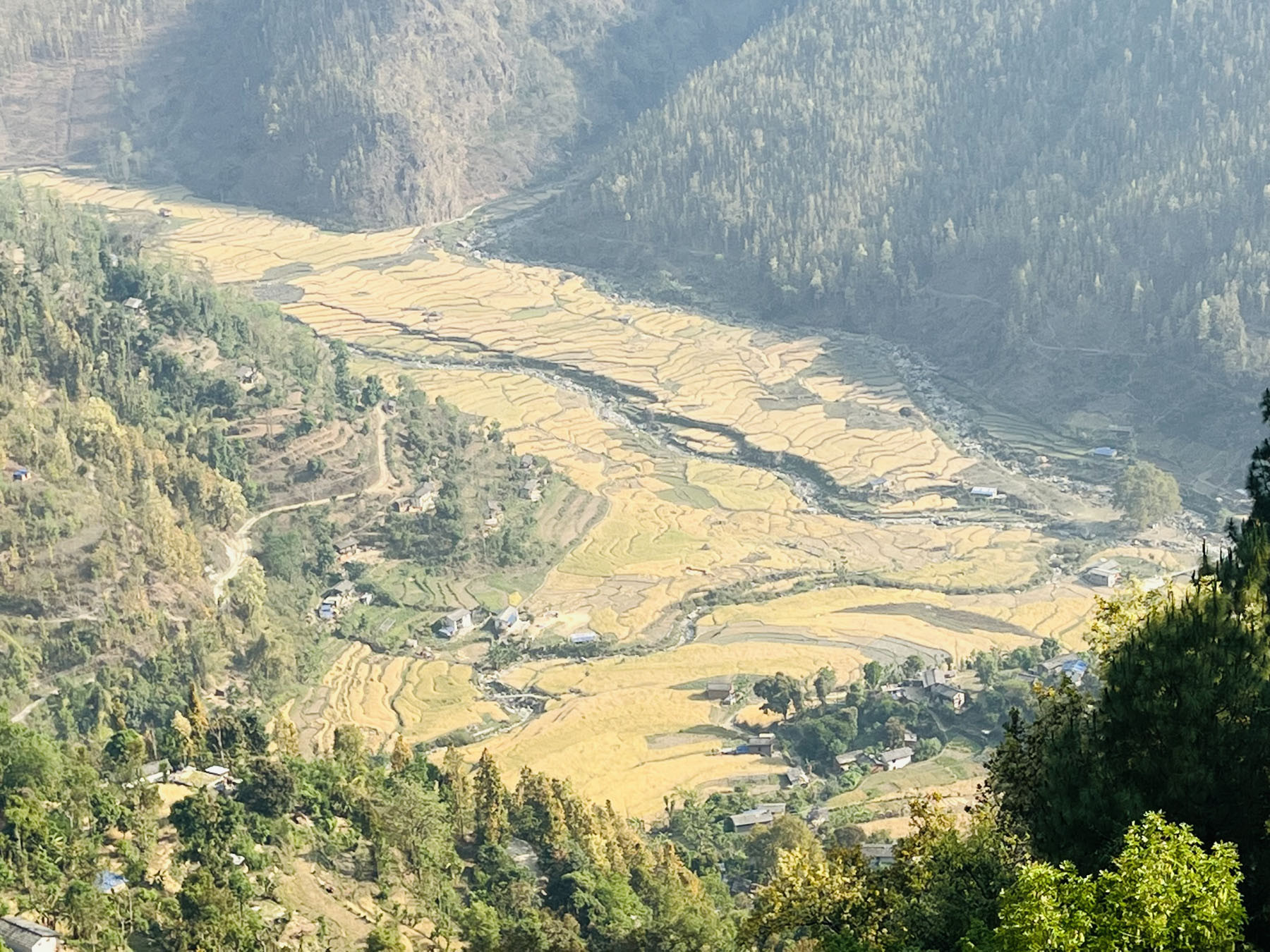 पहेलपुर भएर पाकेका गहुँबाली