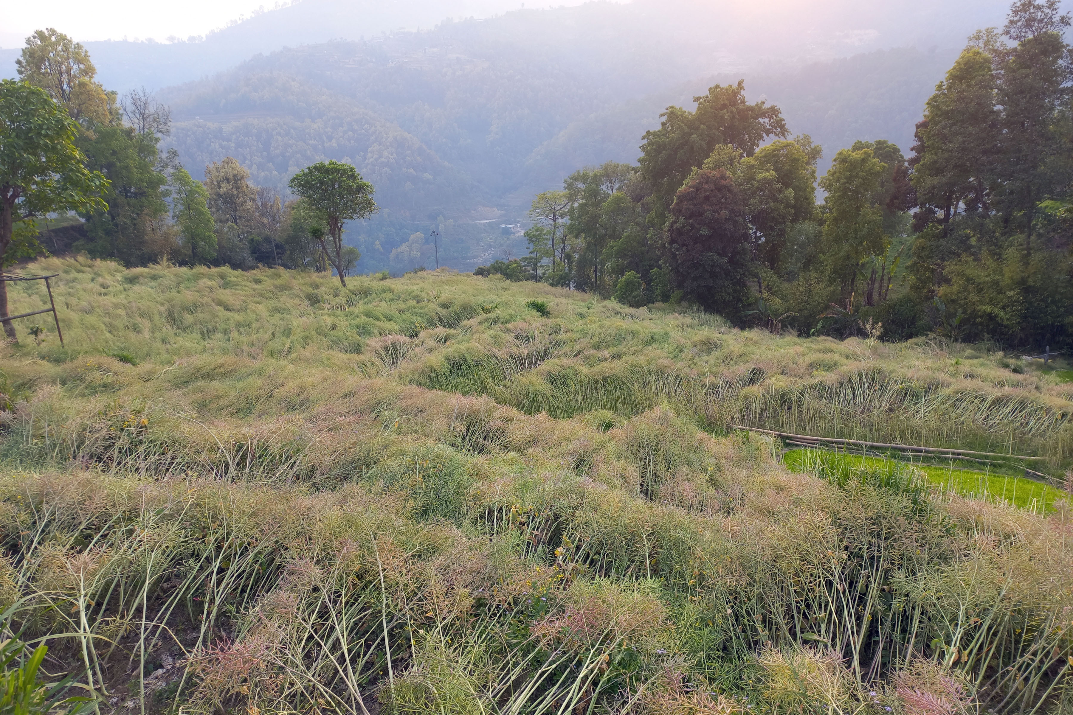 तोरीबाली