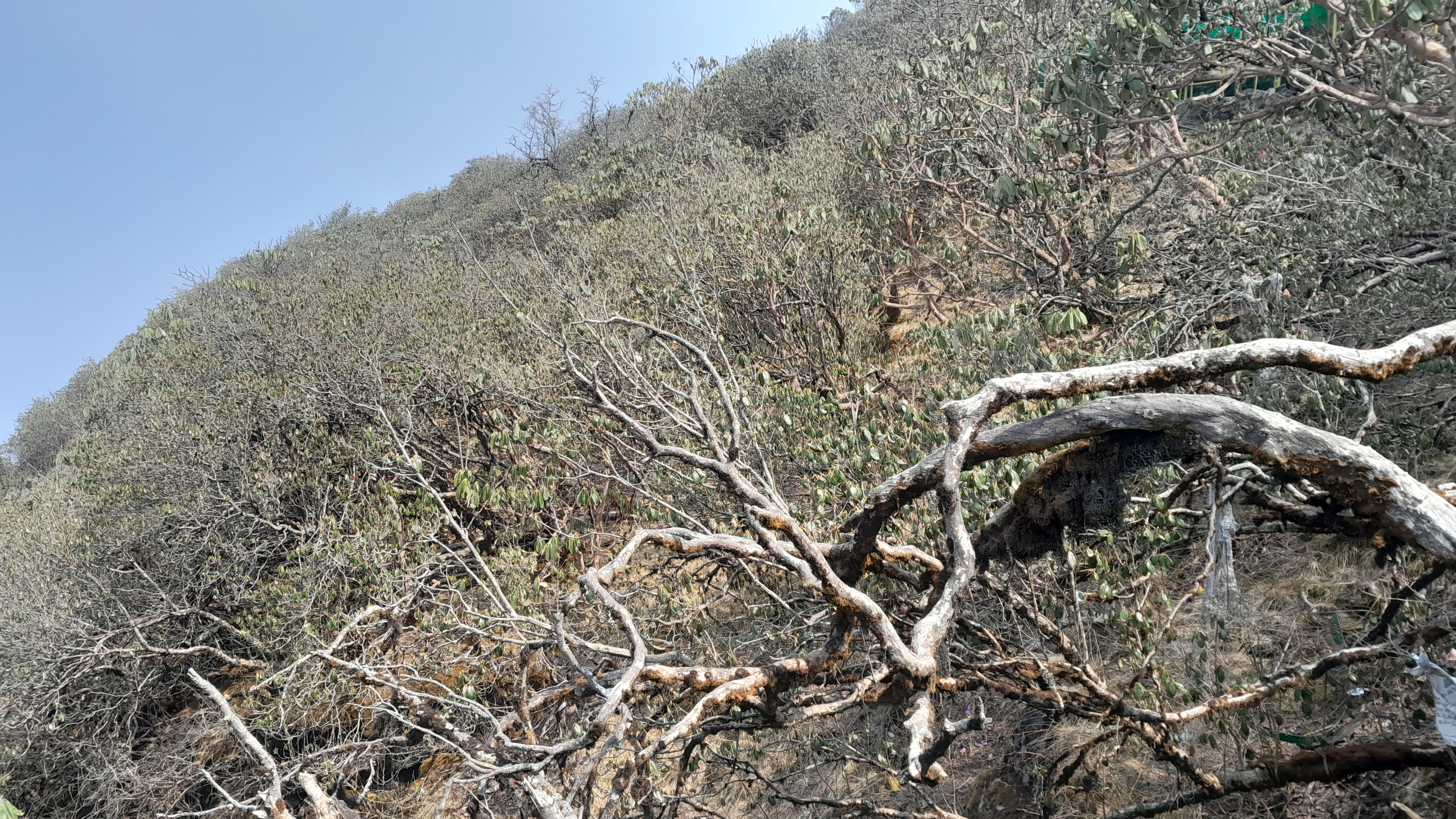 बैंस नआएका लालीगुराँस !