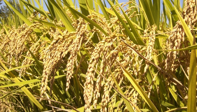 चैते धानले जीविकोपार्जनमा सहज