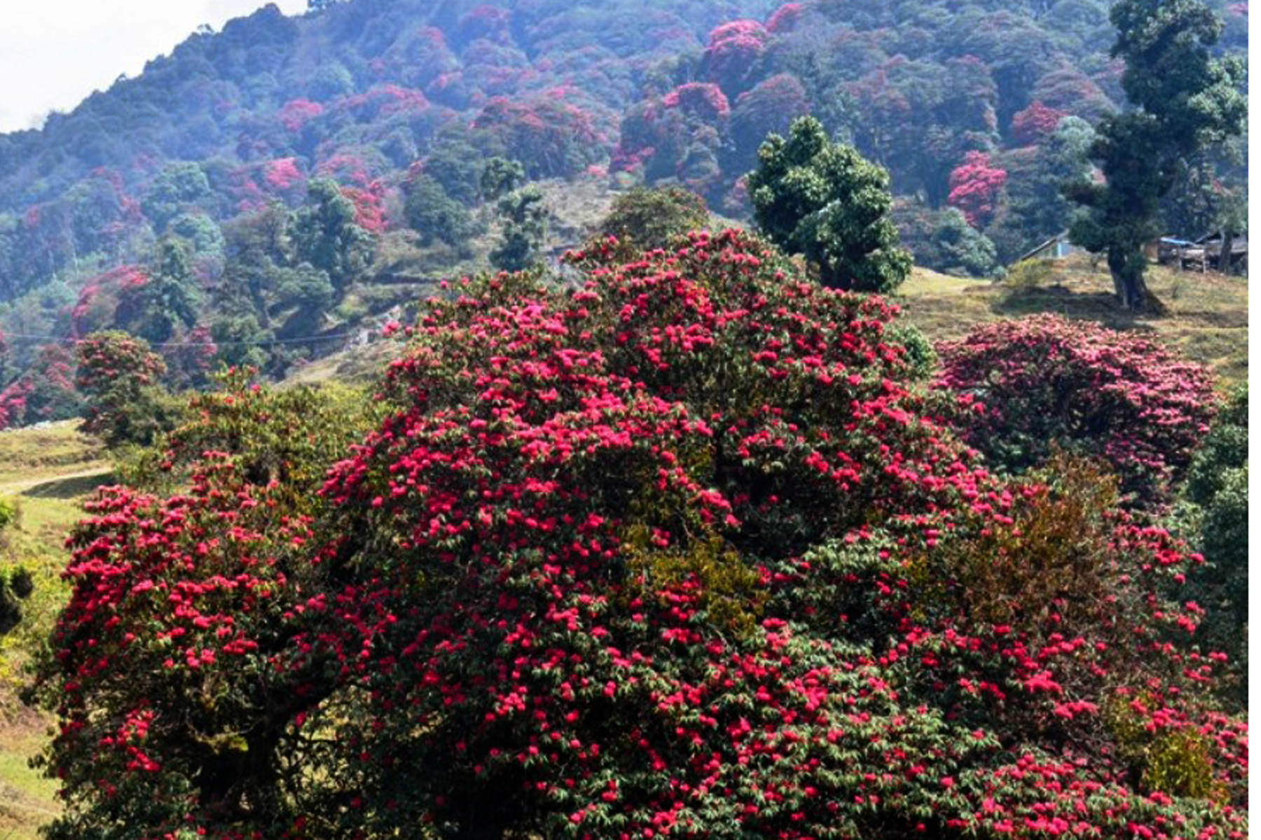 गुराँस पदमार्ग सञ्चालन