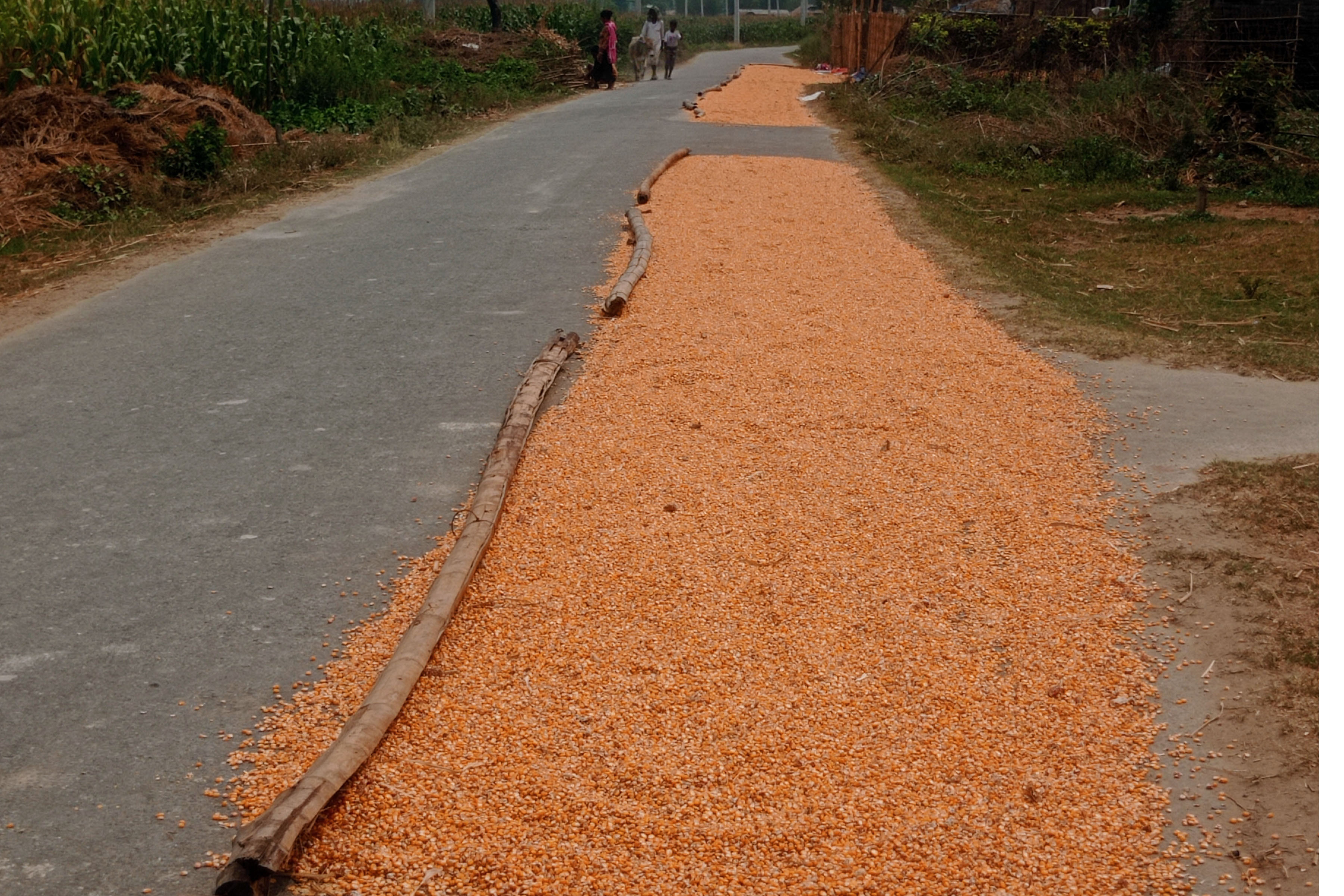 सुनसरीको इनरुवा–डुम्राहा सडकखण्डमा किसानले सुकाएको मकै