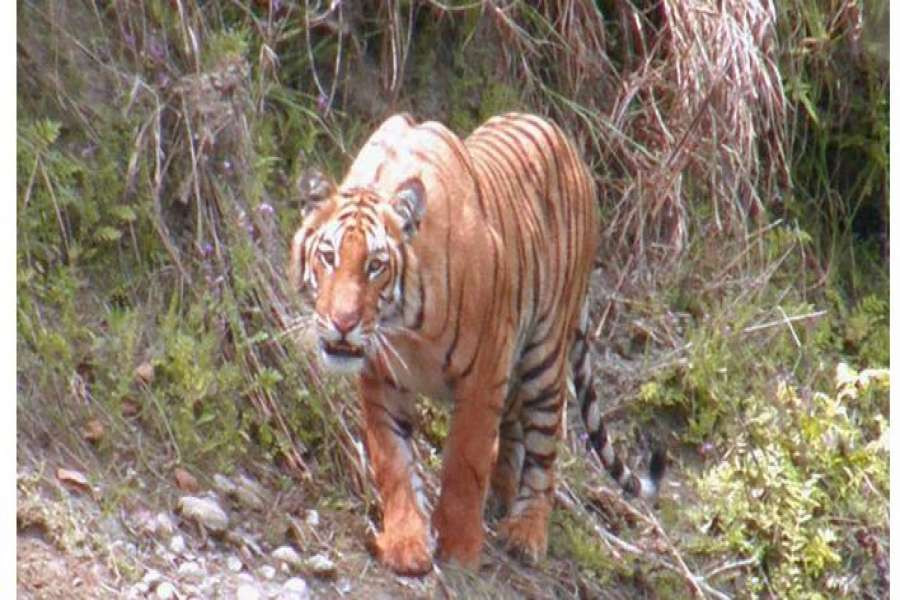 महिला मार्ने बाघलाई  चिडियाखाना लगिने