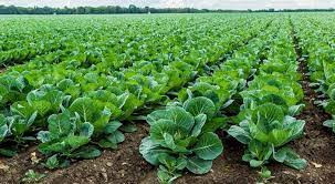 तरकारी खेतीबाट मनग्य आम्दानी