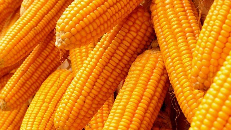 मकैको बीउ वृद्धि अभियान