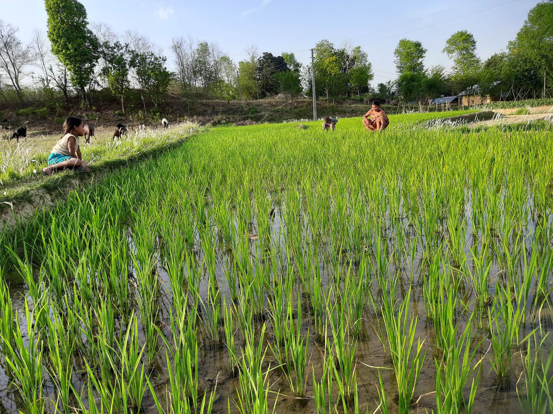 चैते धान गोडमेल गर्दै किसान