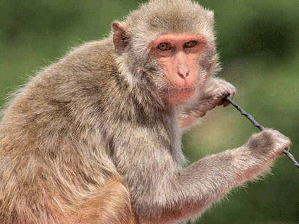 बाँदर आतङ्कले खेतीयोग्य जमिन बाँझिदै