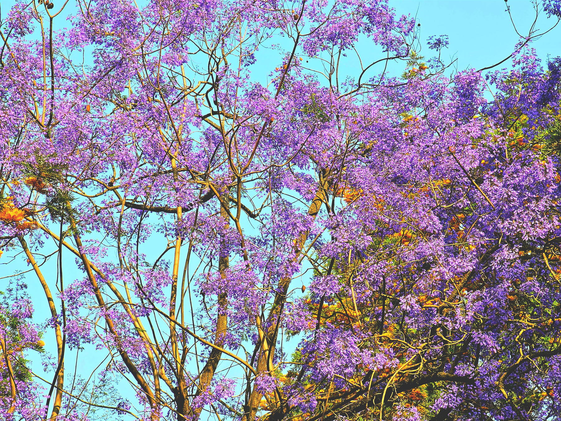 फुलेको जाकारण्डा