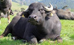 भैँसी गोठ पर्यटकीयस्थलमा रुपान्तरण