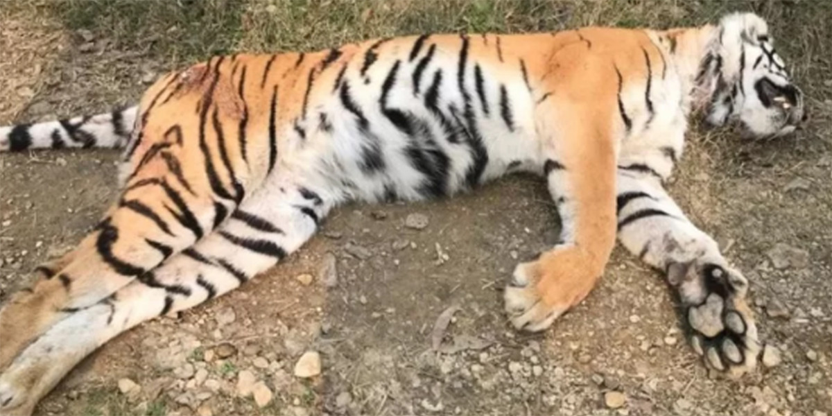 पाटेबाघ मृतावस्थामा फेला