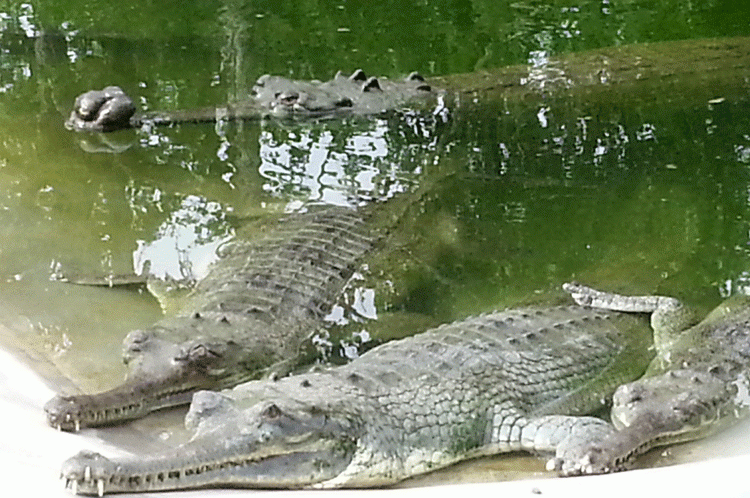 घडियाल गोही संरक्षणका लागि काव्य उत्सव