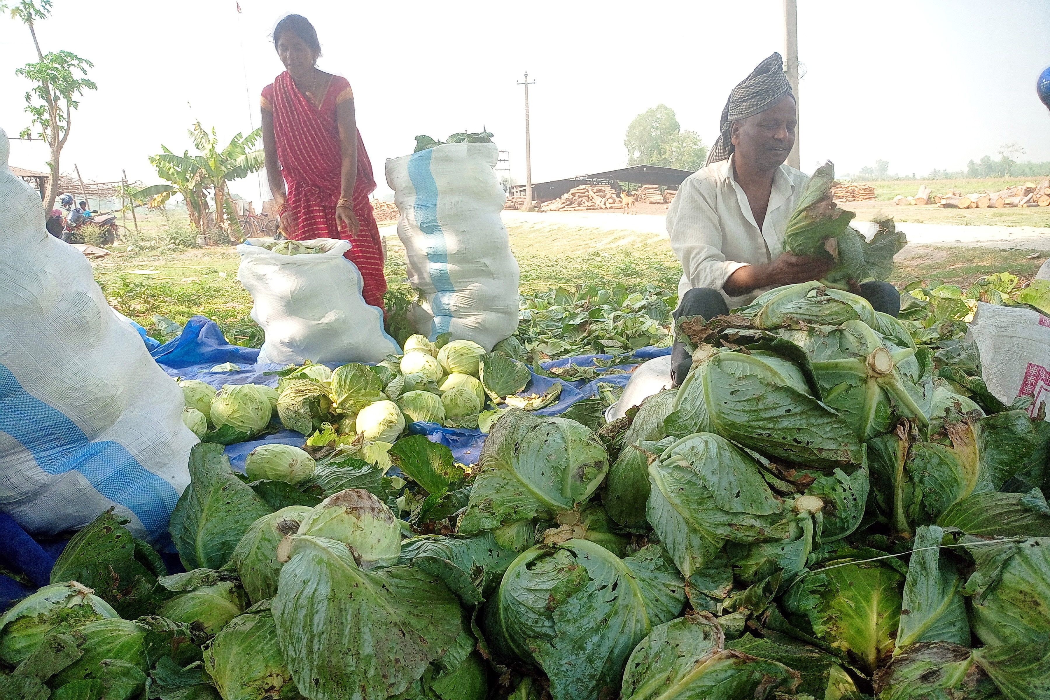बजार लैजान तरकारी व्यवस्थापन गर्दै किसान