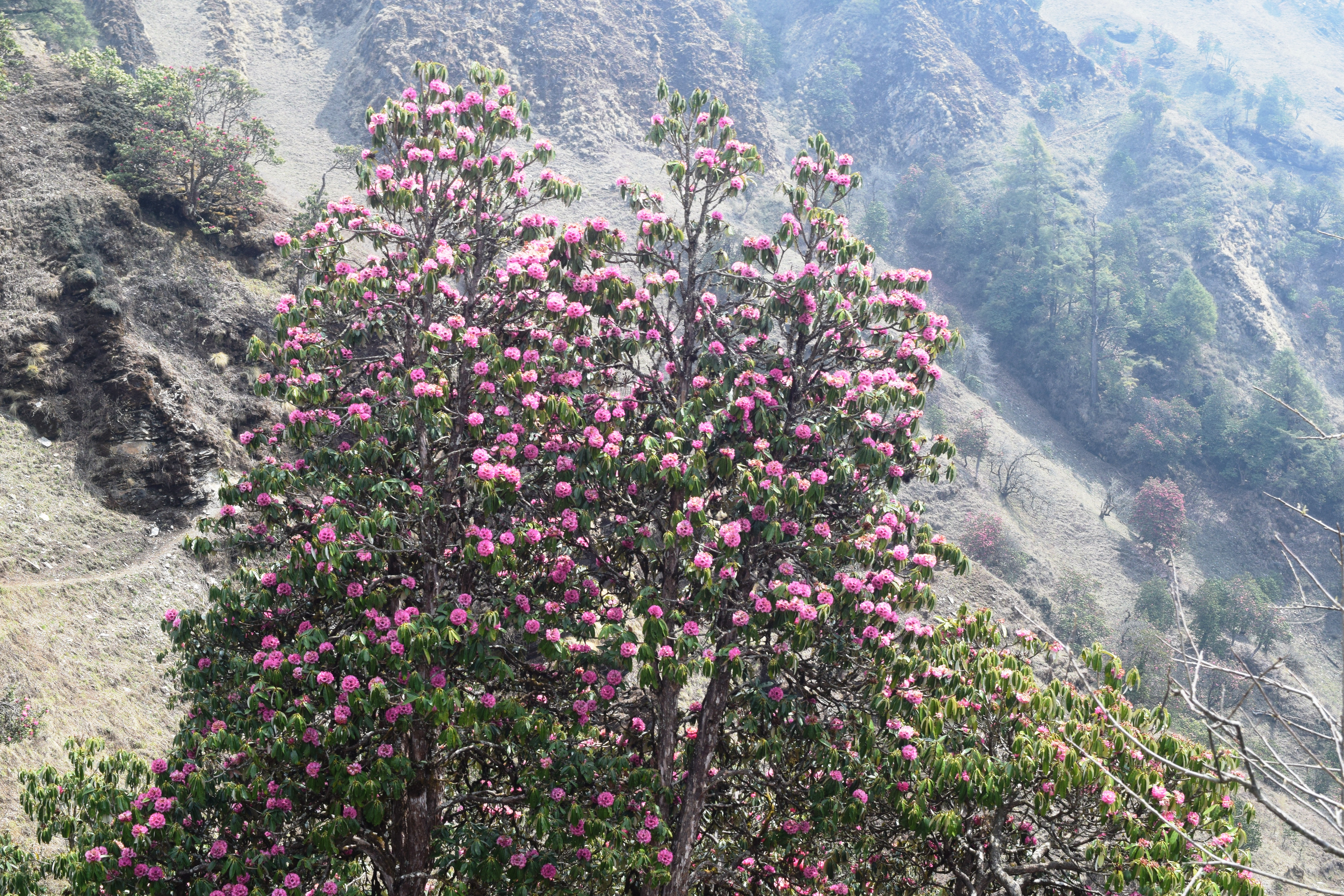 देउरालीको धुरीमा ढकमक्क लालीगुराँस