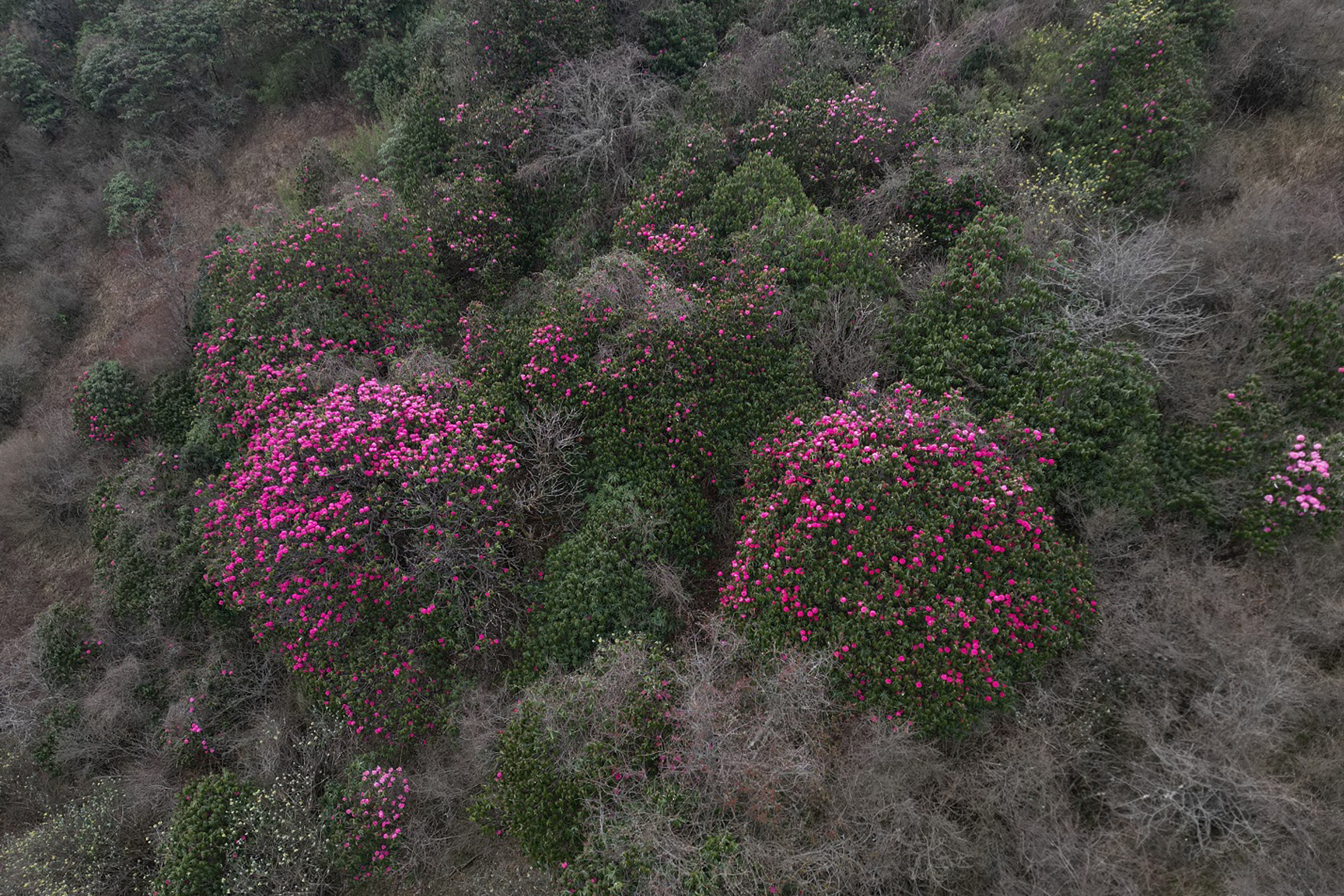 मोहरेडाँडामा फुलेको लालीगुराँस