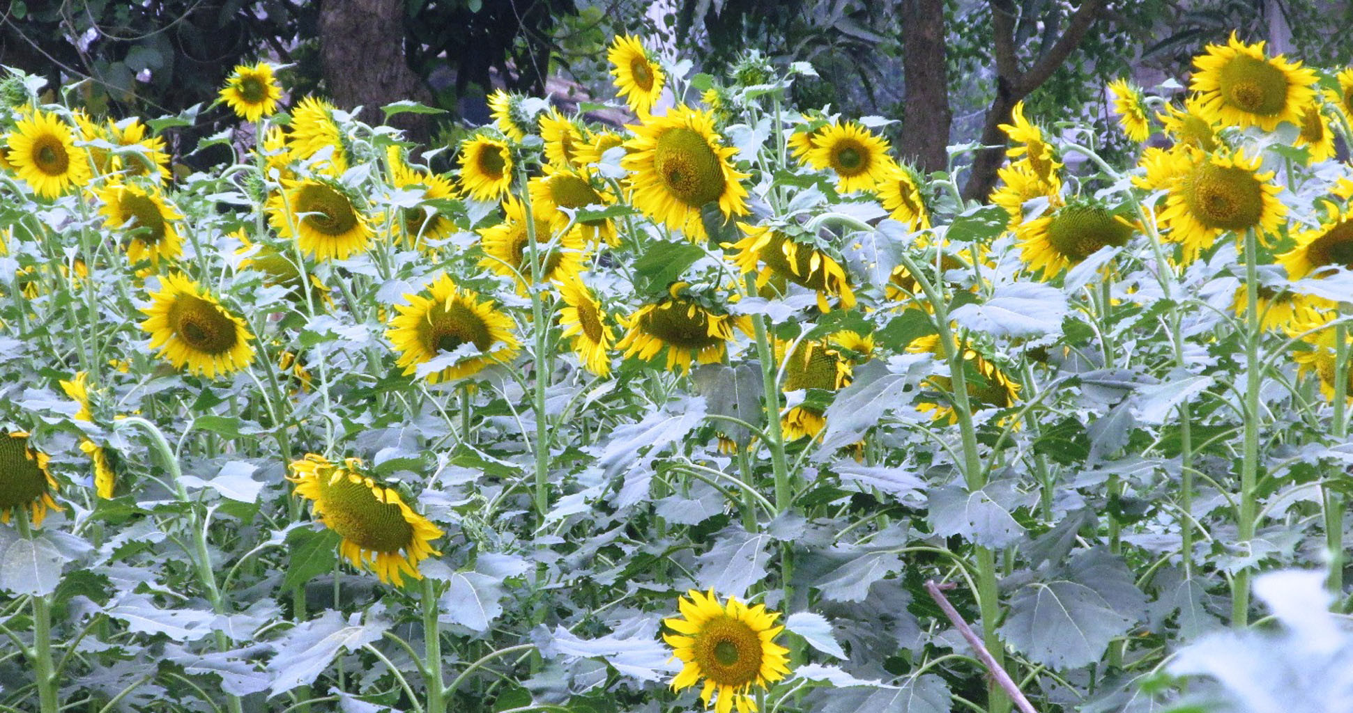 फुलेको सूर्यमुखी