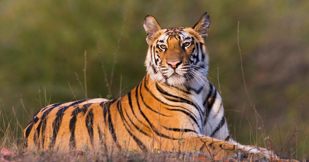 भारतमा बाघको सङ्ख्या तीन हजारभन्दा बढी