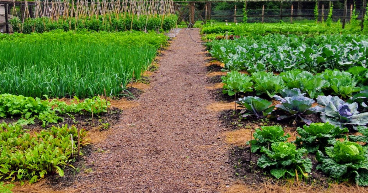 उत्पादन र आम्दानीसँग जोड्न ‘खेतबारीमा विद्यार्थी’