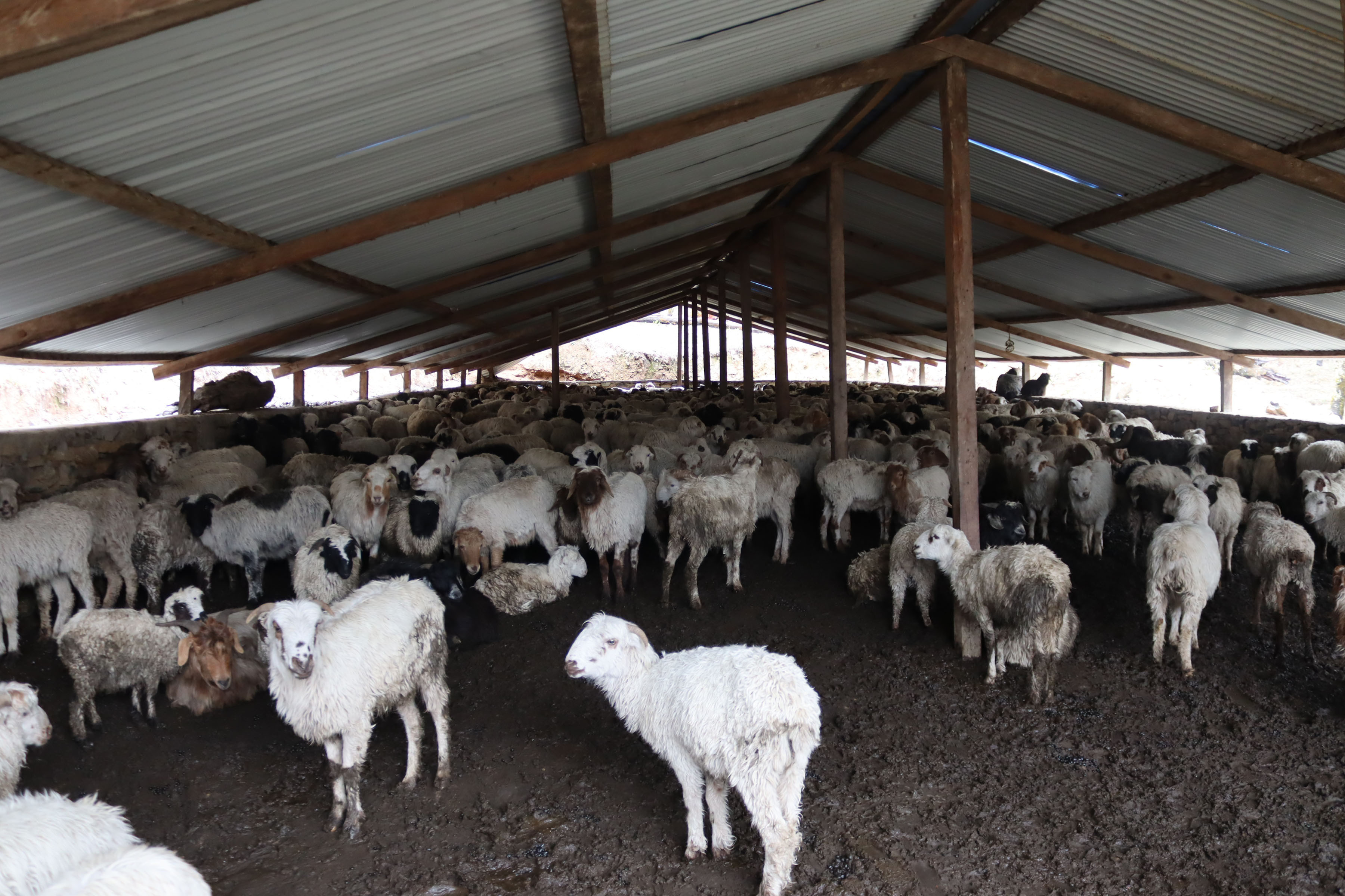 भेडीगोठमा भेडा