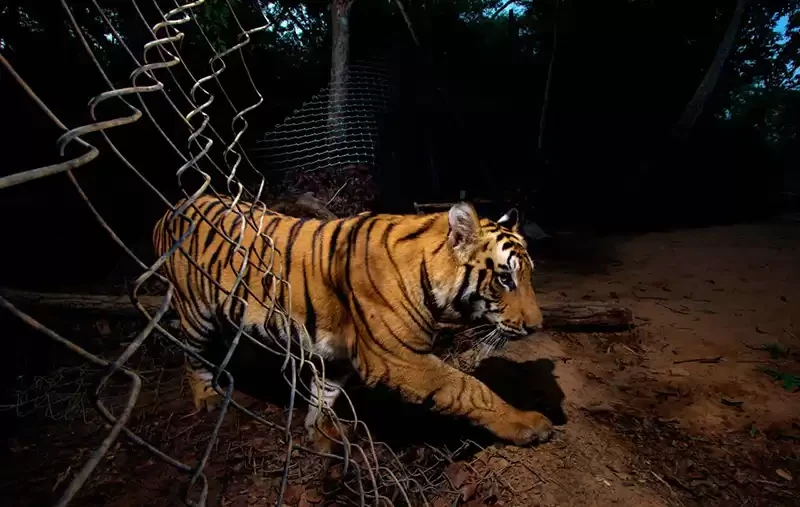 बाघलाई नियन्त्रणमा लिन विशेषज्ञसहितको टोली परिचालन