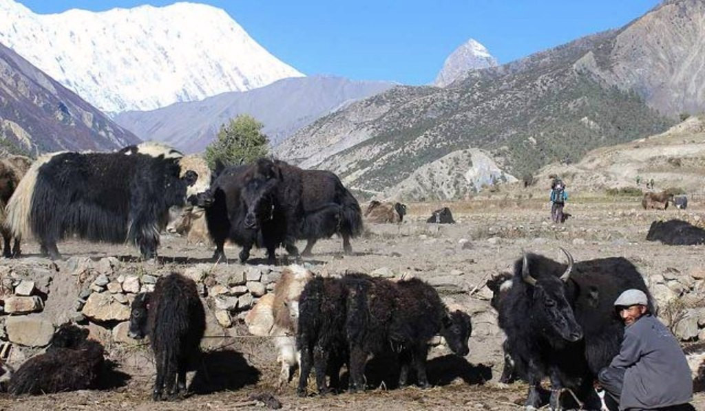 चौँरीपालन व्यवसायलाई संरक्षण गर्नुपर्ने माग