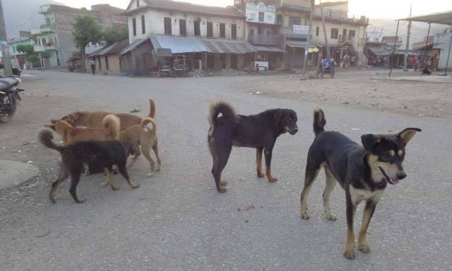 वीरगञ्जमा छाडा कुकुरको बन्ध्याकरण र रेबिजबिरुद्धको खोप लगाइँदै