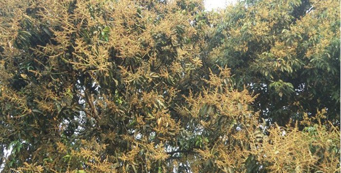 मधुवाको समस्याले किसान हैरान